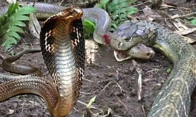农村常见的十五种蛇类，你见过多少？它们又有着怎样的危险呢？-1.jpg