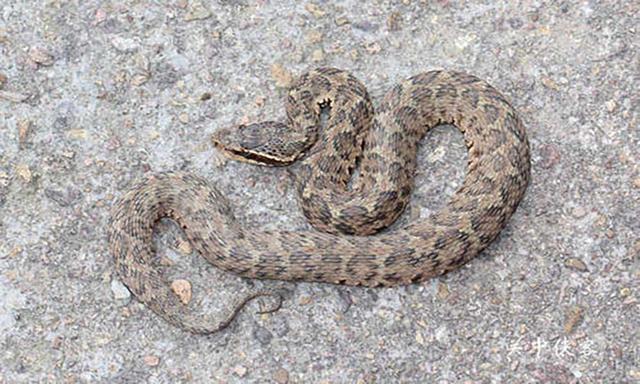 农村常见的十五种蛇类，你见过多少？它们又有着怎样的危险呢？-3.jpg