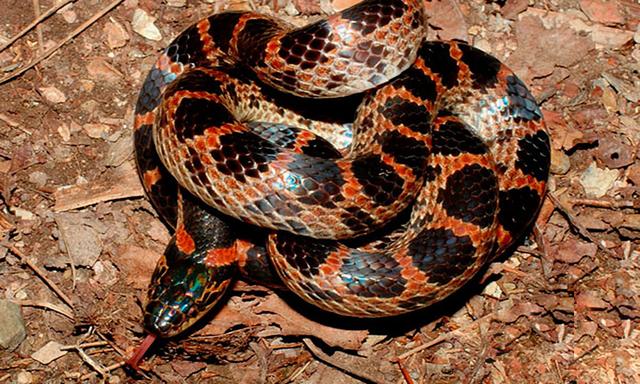 农村常见的十五种蛇类，你见过多少？它们又有着怎样的危险呢？-6.jpg