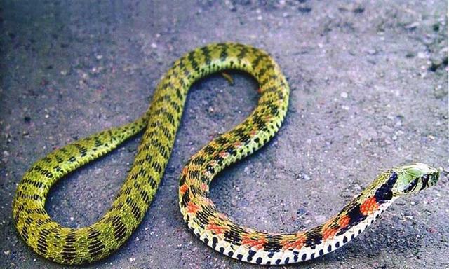 农村常见的十五种蛇类，你见过多少？它们又有着怎样的危险呢？-8.jpg