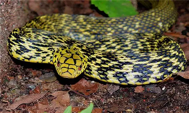 农村常见的十五种蛇类，你见过多少？它们又有着怎样的危险呢？-9.jpg