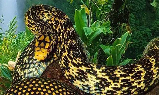 农村常见的十五种蛇类，你见过多少？它们又有着怎样的危险呢？-10.jpg