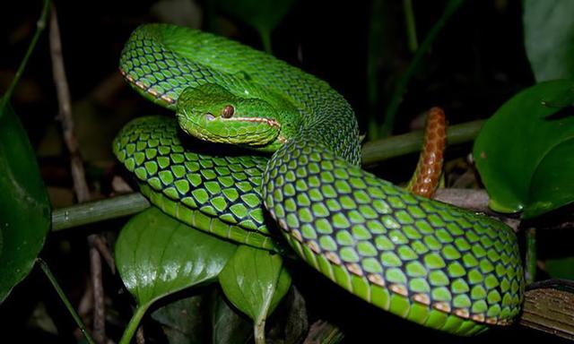 农村常见的十五种蛇类，你见过多少？它们又有着怎样的危险呢？-12.jpg