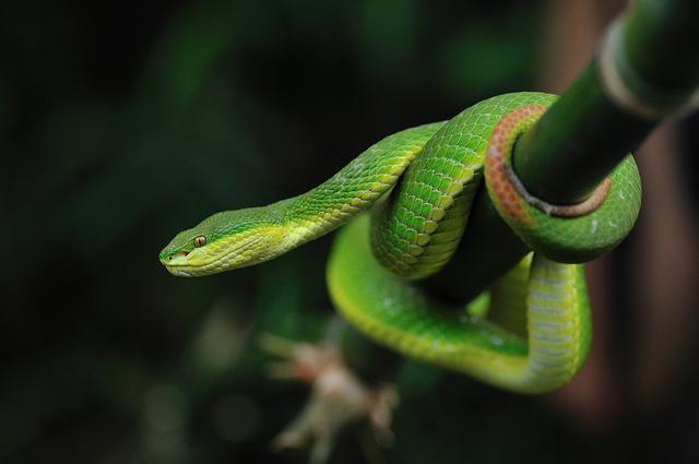 农村常见的十五种蛇类，你见过多少？它们又有着怎样的危险呢？-13.jpg
