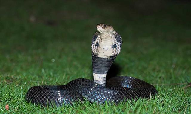 农村常见的十五种蛇类，你见过多少？它们又有着怎样的危险呢？-14.jpg