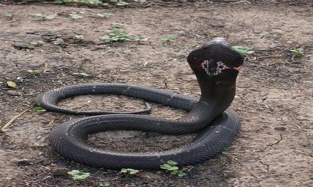 农村常见的十五种蛇类，你见过多少？它们又有着怎样的危险呢？-15.jpg