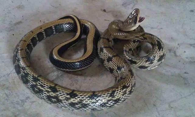 农村常见的十五种蛇类，你见过多少？它们又有着怎样的危险呢？-16.jpg