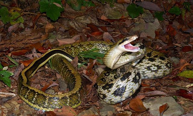农村常见的十五种蛇类，你见过多少？它们又有着怎样的危险呢？-18.jpg