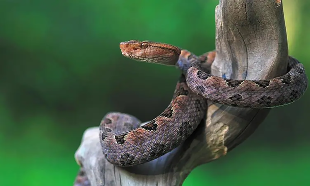 农村常见的十五种蛇类，你见过多少？它们又有着怎样的危险呢？-19.jpg