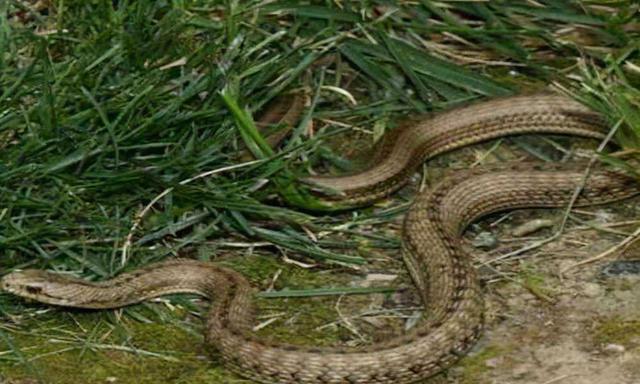 农村常见的十五种蛇类，你见过多少？它们又有着怎样的危险呢？-22.jpg