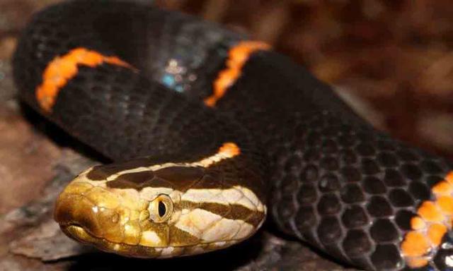 农村常见的十五种蛇类，你见过多少？它们又有着怎样的危险呢？-25.jpg