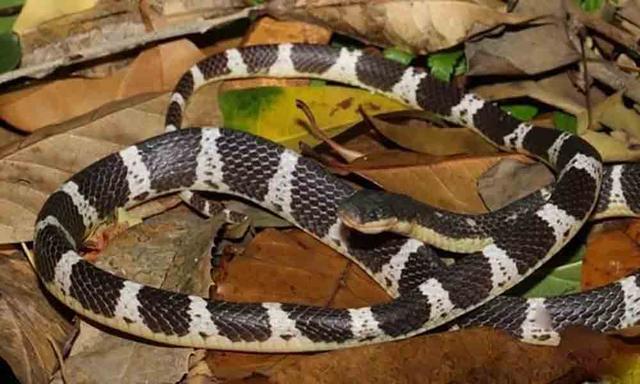 农村常见的十五种蛇类，你见过多少？它们又有着怎样的危险呢？-29.jpg