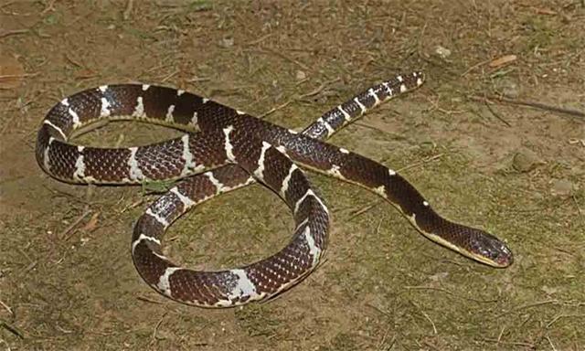 农村常见的十五种蛇类，你见过多少？它们又有着怎样的危险呢？-30.jpg