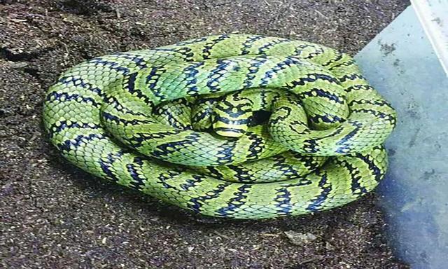 农村常见的十五种蛇类，你见过多少？它们又有着怎样的危险呢？-31.jpg