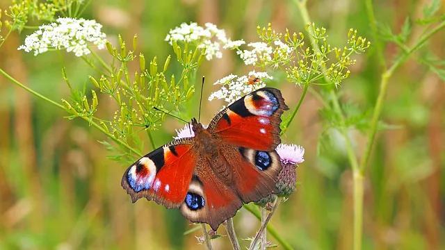 美丽的蝴蝶: 动物世界中的绚丽之星-5.jpg