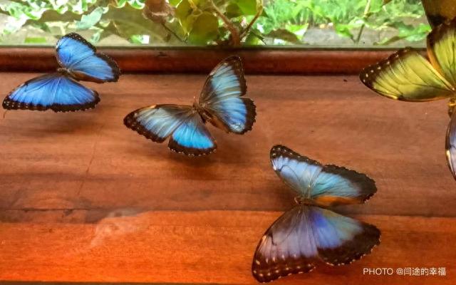 拥有短暂而绚丽一生的哥斯达黎加的蝴蝶-8.jpg