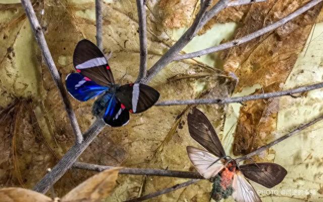 拥有短暂而绚丽一生的哥斯达黎加的蝴蝶-9.jpg