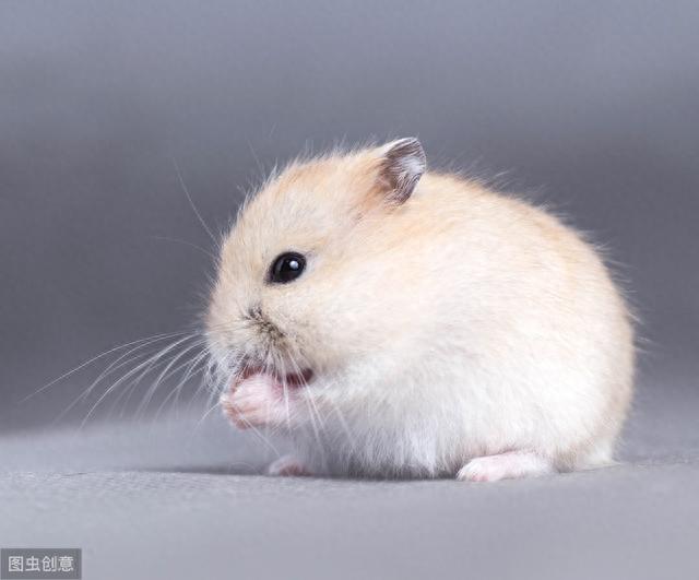 仓鼠真的是超胆小，饲养起来要小心，它们真的会被“吓死”-2.jpg