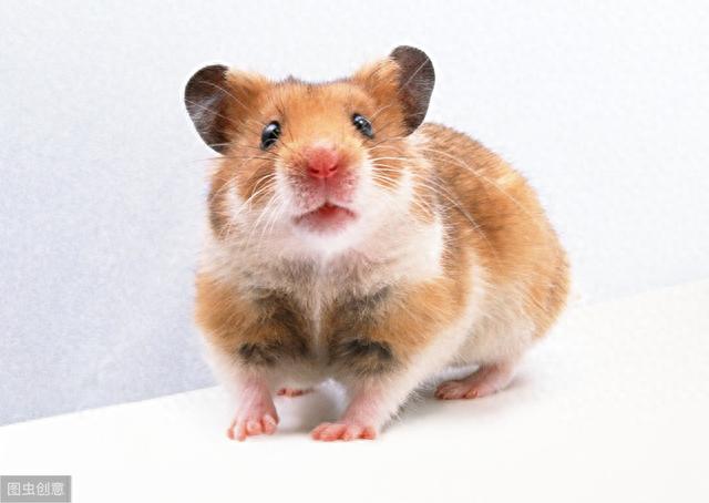 仓鼠真的是超胆小，饲养起来要小心，它们真的会被“吓死”-3.jpg