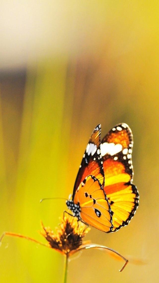 第286期：动物系列~唯美绚丽蝴蝶图片手机壁纸-3.jpg