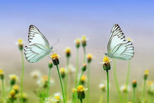 美丽的蝴蝶: 动物世界中的绚丽之星-2.jpg