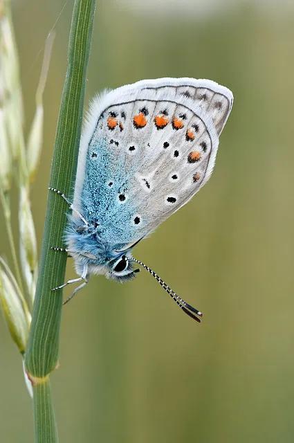 美丽的蝴蝶: 动物世界中的绚丽之星-3.jpg