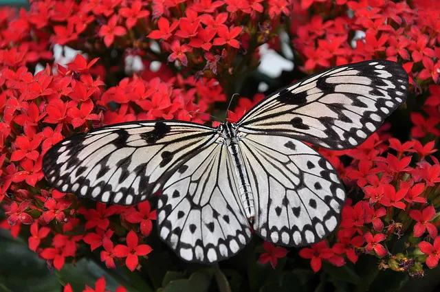 美丽的蝴蝶: 动物世界中的绚丽之星-4.jpg