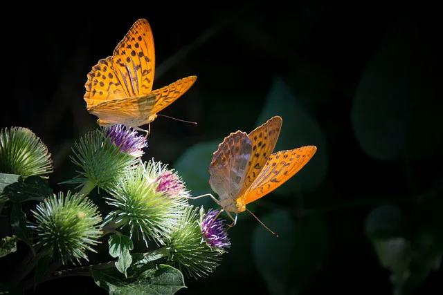 美丽的蝴蝶: 动物世界中的绚丽之星-6.jpg