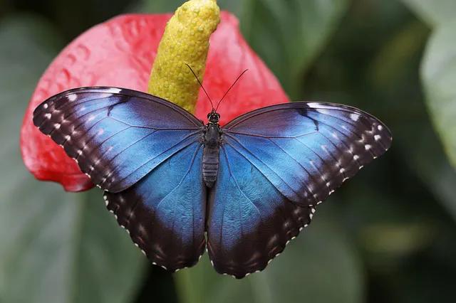 美丽的蝴蝶: 动物世界中的绚丽之星-7.jpg