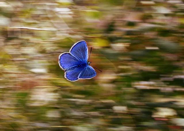 美丽的蝴蝶: 动物世界中的绚丽之星-8.jpg