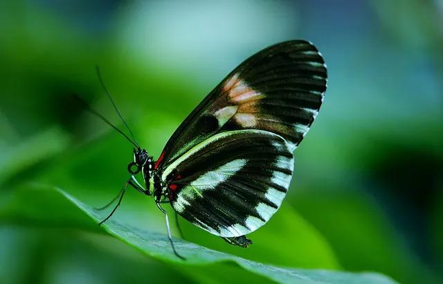 美丽的蝴蝶: 动物世界中的绚丽之星-10.jpg