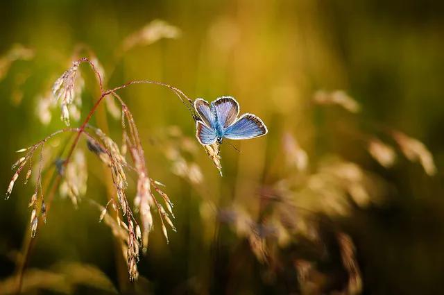 美丽的蝴蝶: 动物世界中的绚丽之星-11.jpg