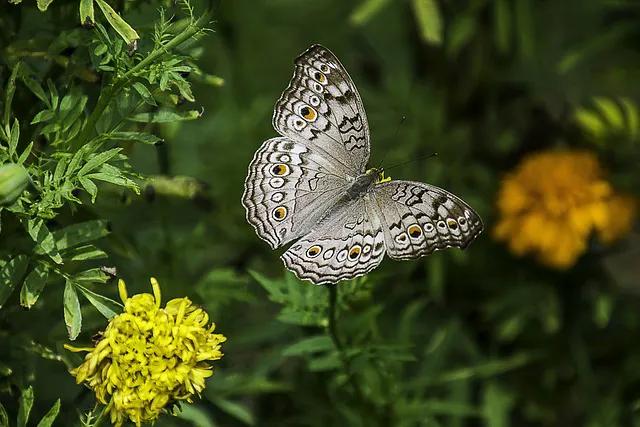 美丽的蝴蝶: 动物世界中的绚丽之星-12.jpg