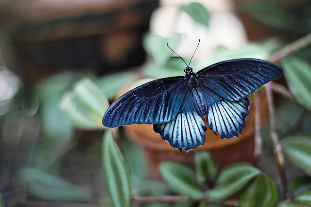 美丽的蝴蝶: 动物世界中的绚丽之星-13.jpg