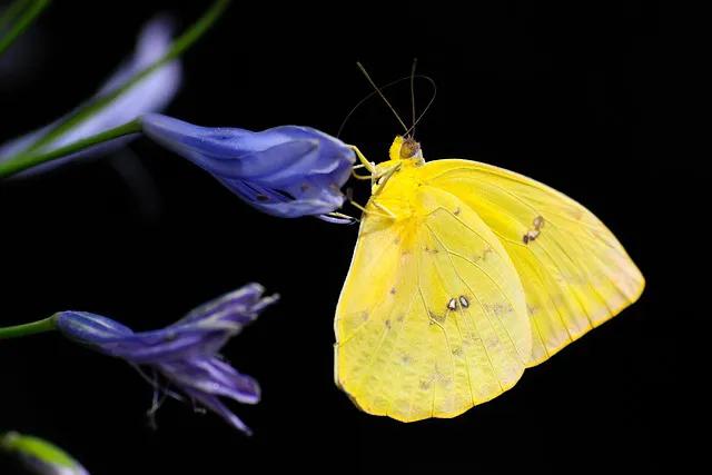 美丽的蝴蝶: 动物世界中的绚丽之星-14.jpg
