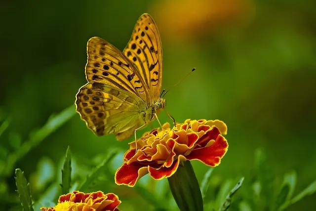 美丽的蝴蝶: 动物世界中的绚丽之星-16.jpg