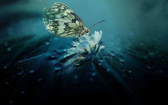 美丽的蝴蝶: 动物世界中的绚丽之星-17.jpg