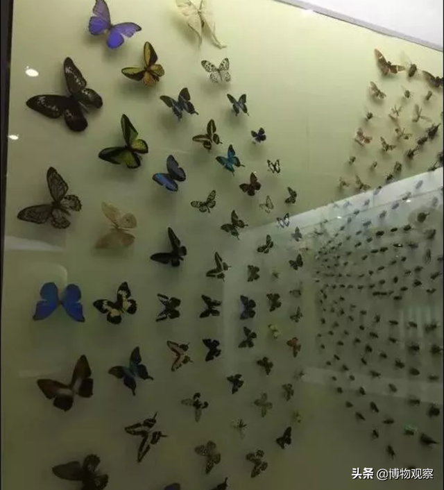 自然科学：有关蝴蝶的几个冷知识，你知道吗-1.jpg