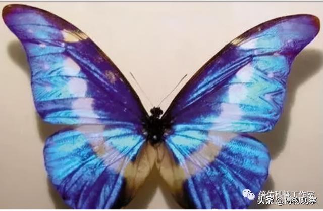 自然科学：有关蝴蝶的几个冷知识，你知道吗-2.jpg