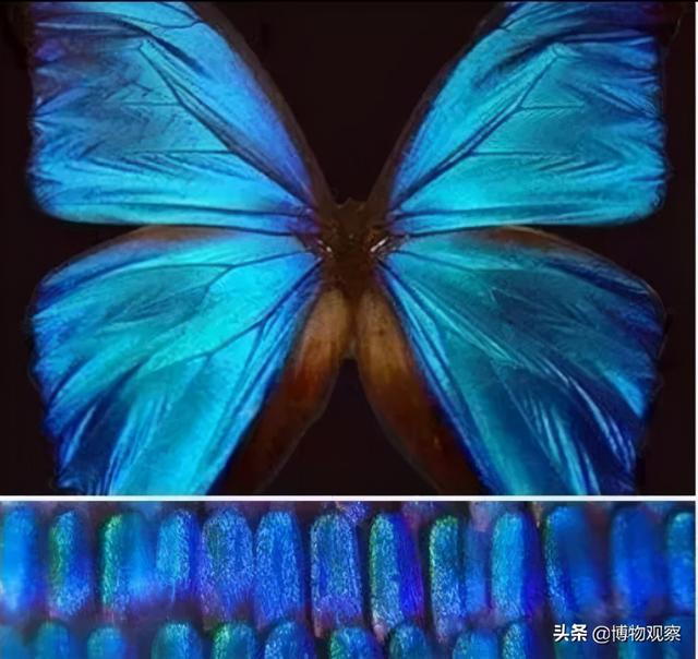 自然科学：有关蝴蝶的几个冷知识，你知道吗-4.jpg