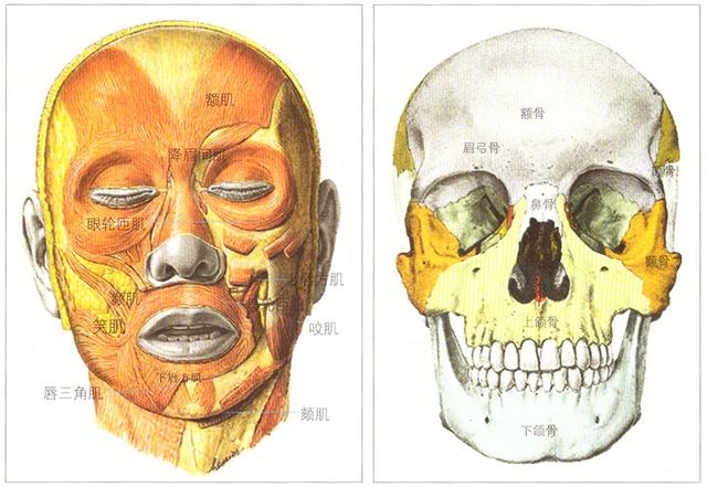 素描头像肌肉的穿插和认识，能让你绘画功底提升一个档次-1.jpg