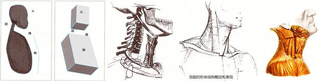 素描头像肌肉的穿插和认识，能让你绘画功底提升一个档次-4.jpg