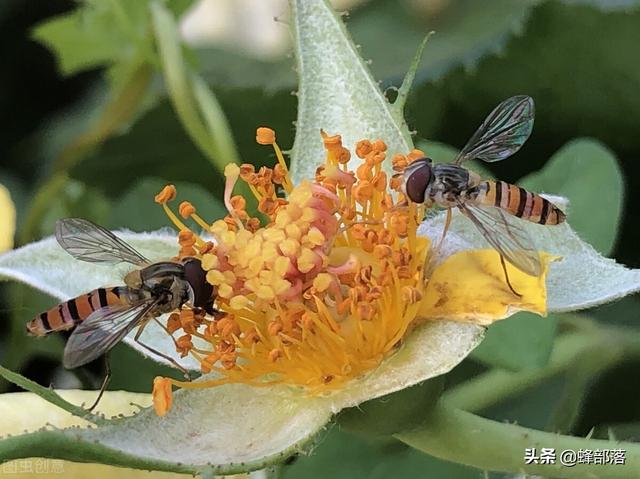 蜜蜂真是背着“背篓”美腿翘臀花粉的，采粉方法被曝光，太可爱了-1.jpg