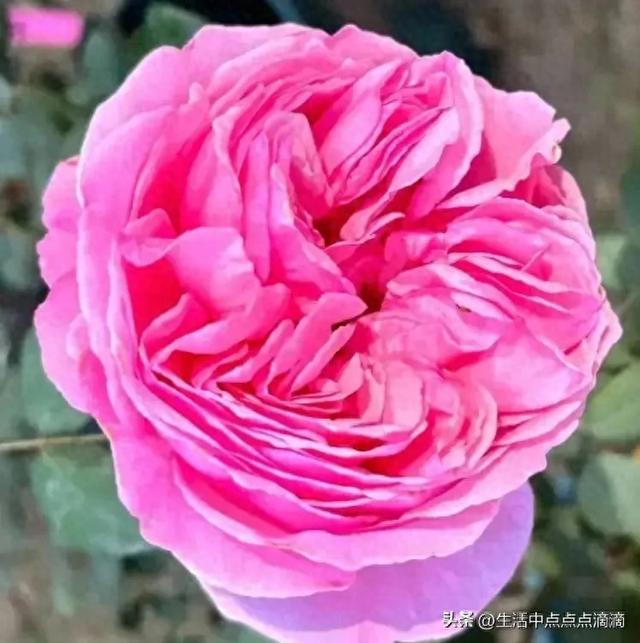 分享图片——花容月貌，粉妆玉琢的月季花 腾势Z9-1.jpg