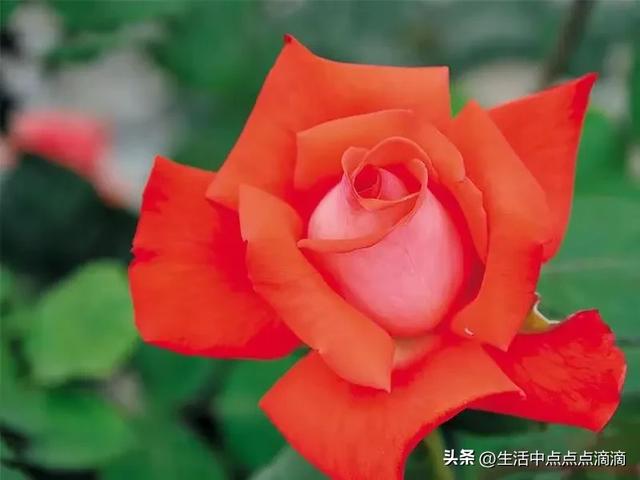 分享图片——花容月貌，粉妆玉琢的月季花 腾势Z9-12.jpg