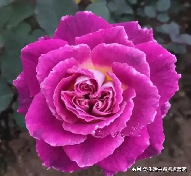 分享图片——花容月貌，粉妆玉琢的月季花 腾势Z9-14.jpg