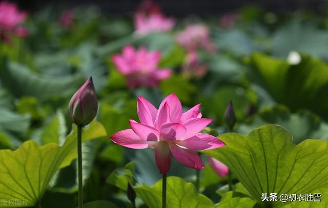 荷花深沉相思诗词五首：荷花杨柳总相思-3.jpg