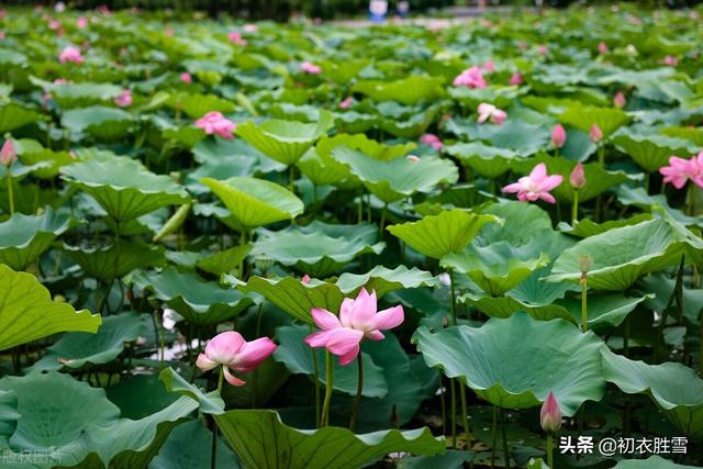 荷花深沉相思诗词五首：荷花杨柳总相思-4.jpg