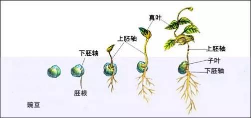 植物百科 | 植物的种子-2.jpg