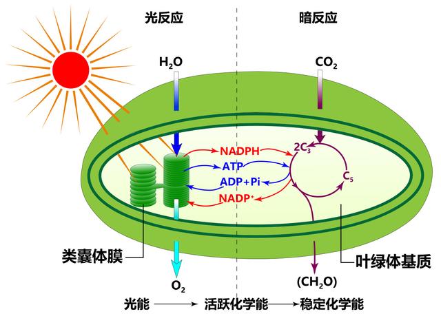 过年回家给孩子讲什么？速通光合作用，看这一篇文章就够啦！-5.jpg